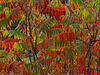 _A049643oofm.jpg
